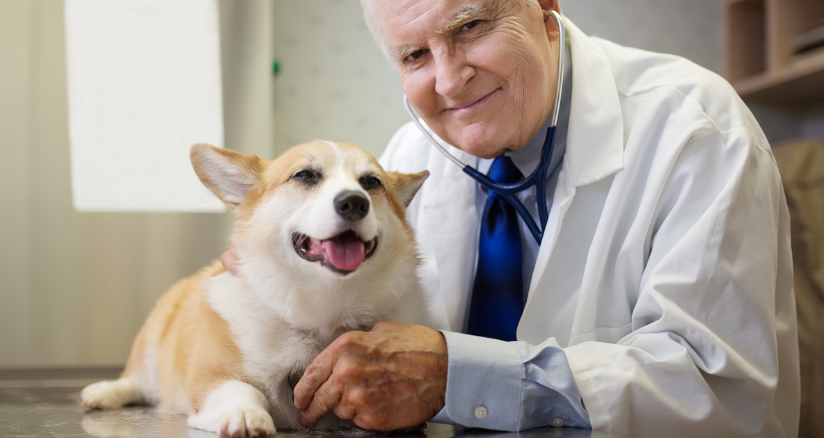Veterinario e Corgi gallese